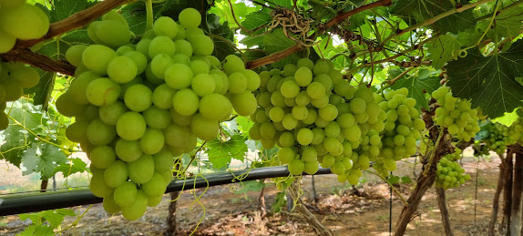 Table grapes