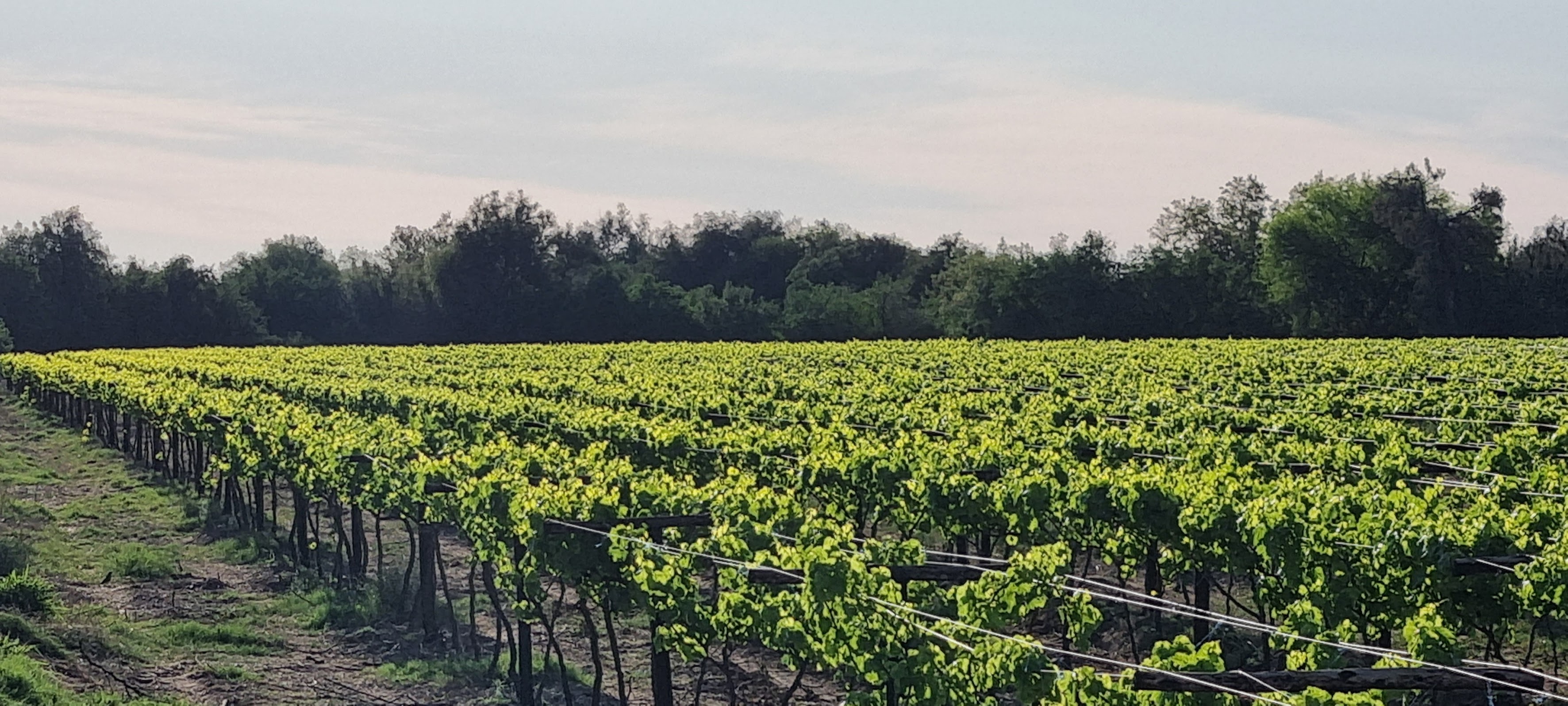 Bright vineyard rows