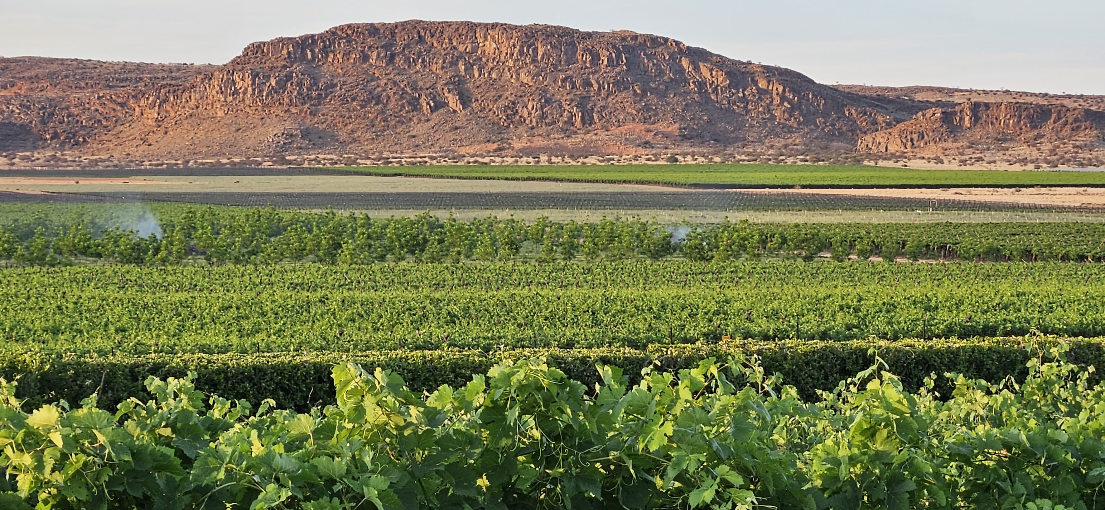 Vineyards with cliffs panorama