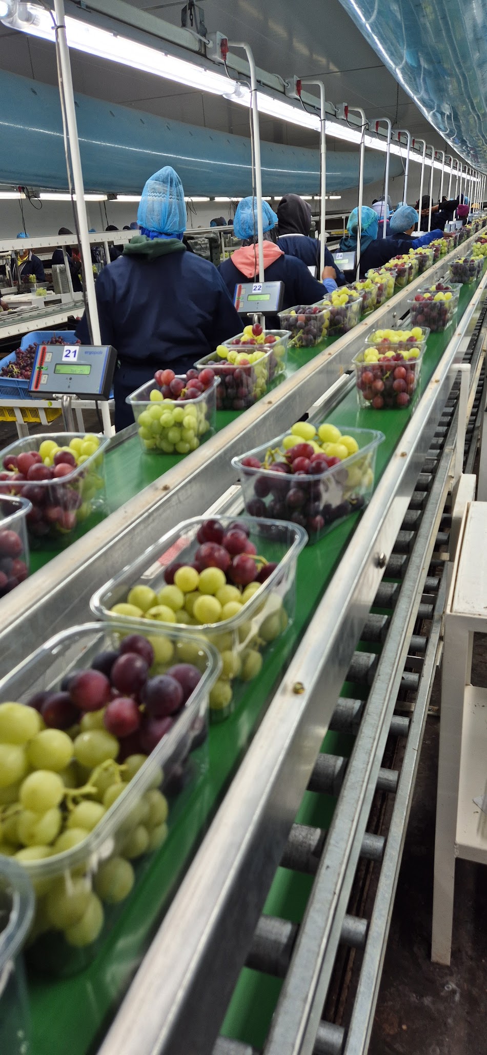 Packhouse operations