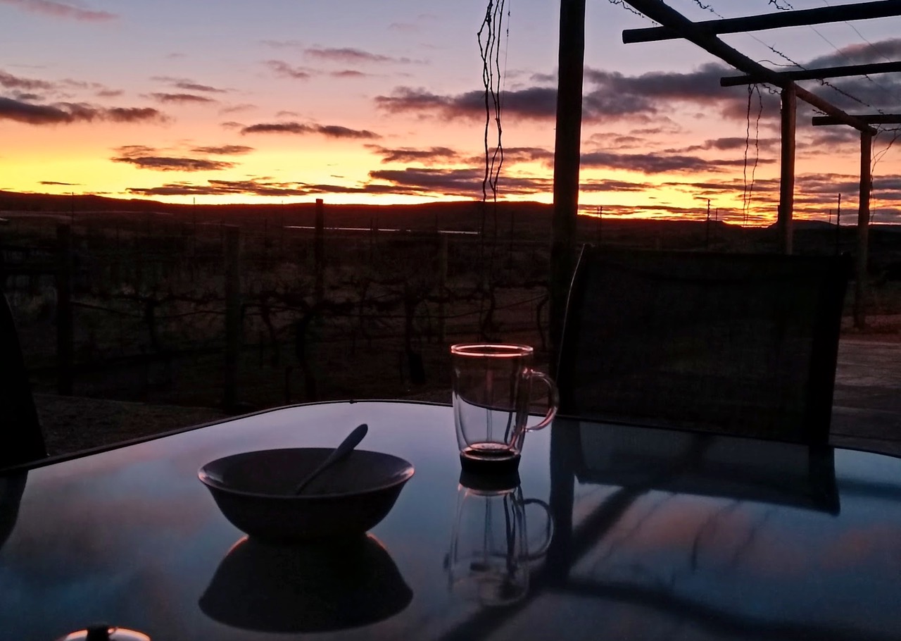 Farm dogs in the desert