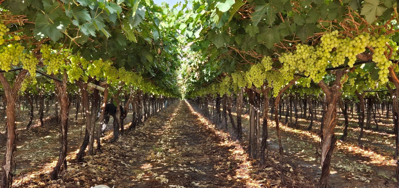 Pink sunset over vineyards