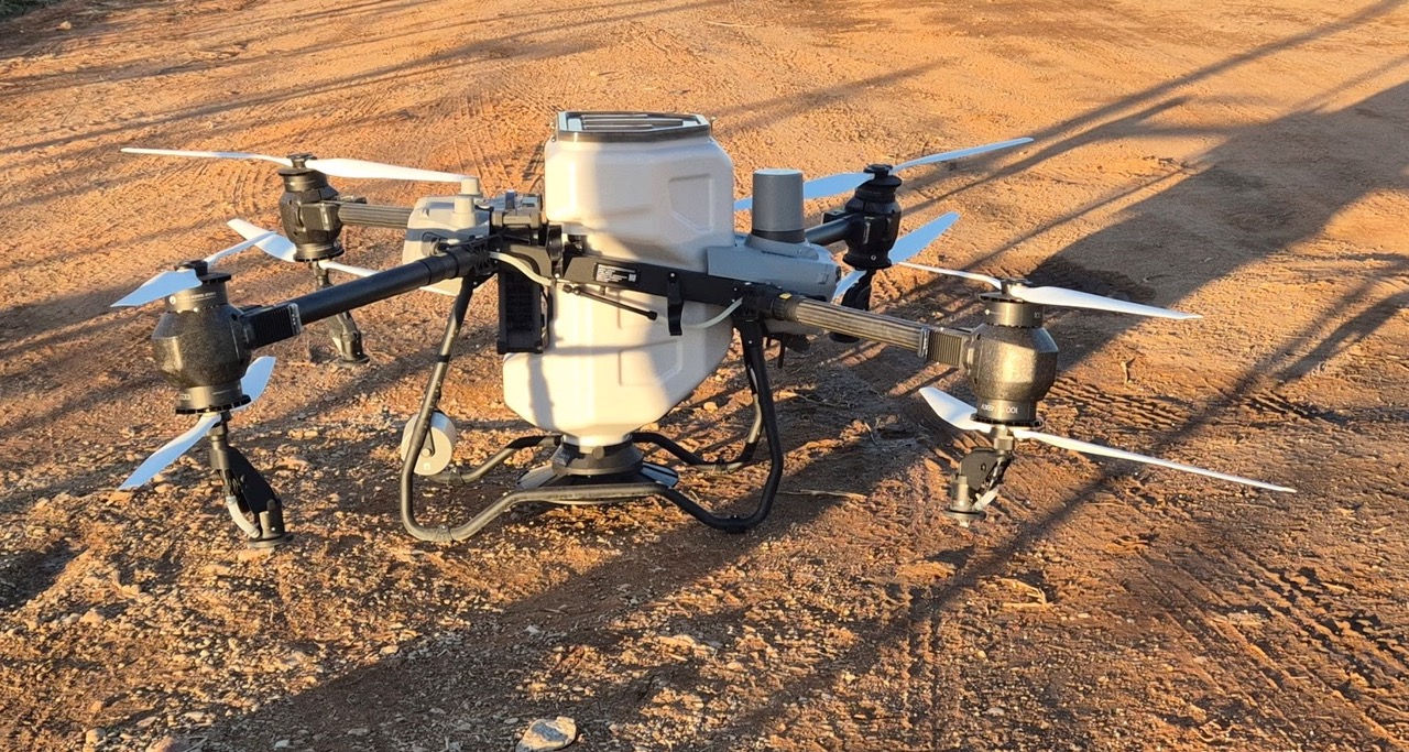 Raisins drying under blue sky