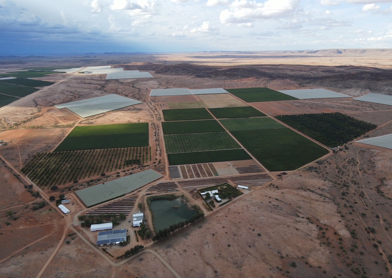 Worker with raisin drying trays