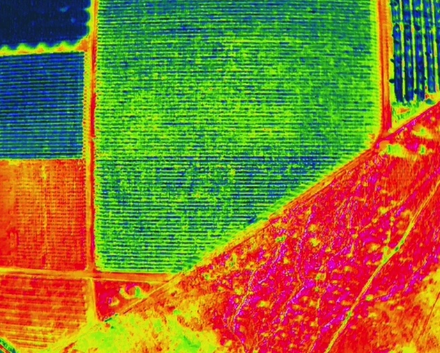 Vine silhouette at sunset