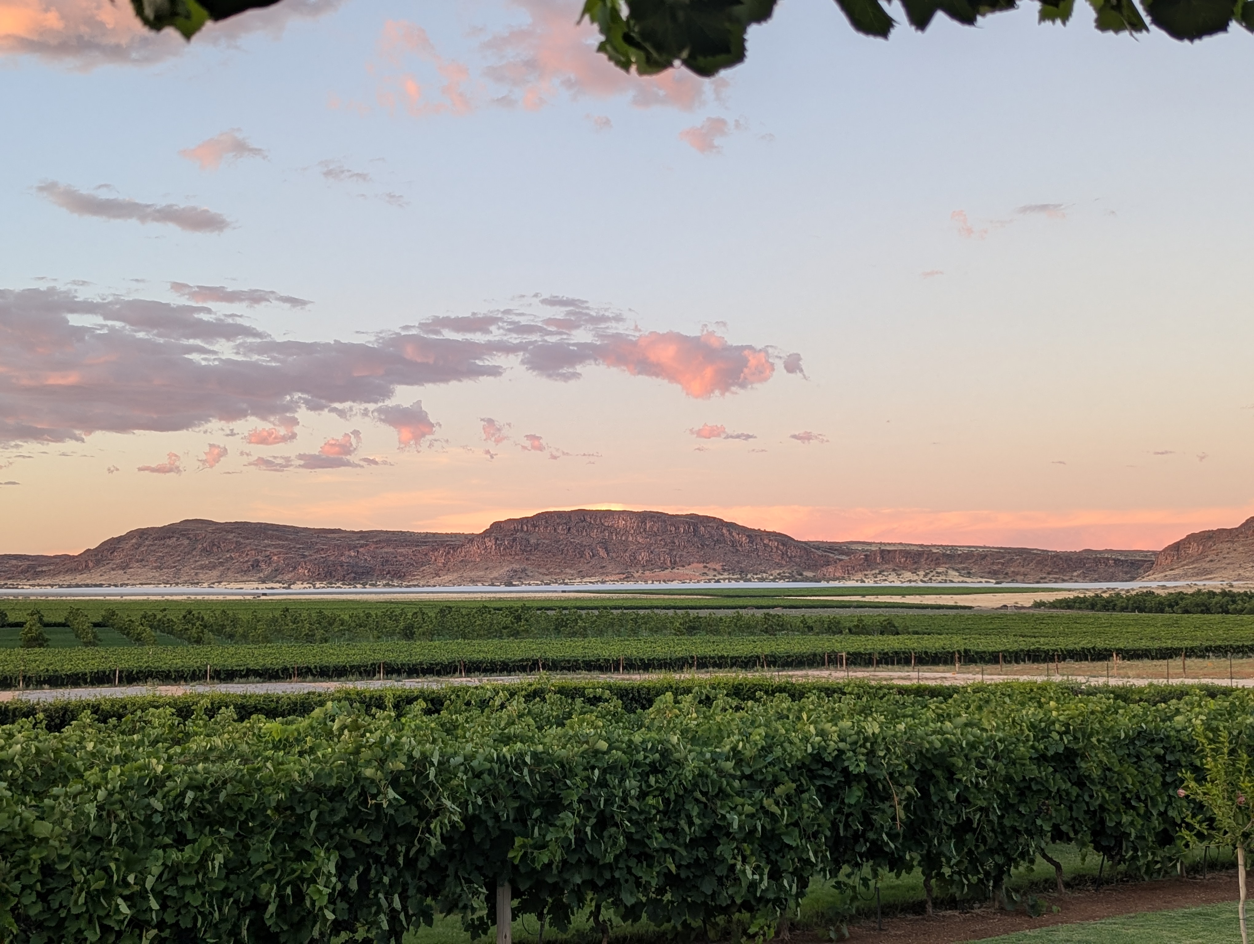 Vineyards at sunset in the Green Kalahari